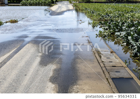 A broccoli field damaged by flooding due to heavy rain in a typhoon, 95634331