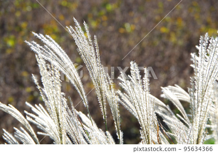 Pampas grass shining in the sun and swaying in the wind 95634366