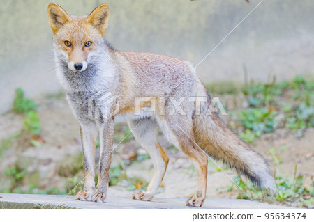紅狐的日常生活（亞種：Vulpes vulpes） 95634374