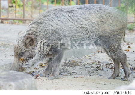 野豬的日常生活 野豬的日常生活 95634615