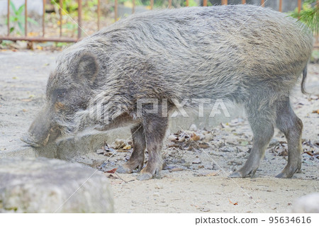 野豬的日常生活 野豬的日常生活 95634616