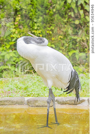 Daily life of cranes Daily life of cranes 95634946