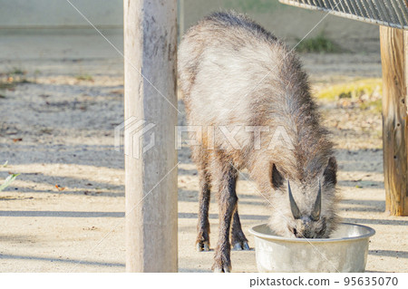 日本羚羊的日常生活 95635070