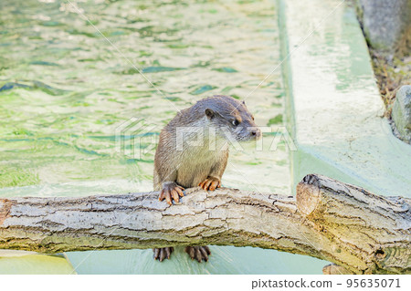 歐亞水獺的日常生活 95635071
