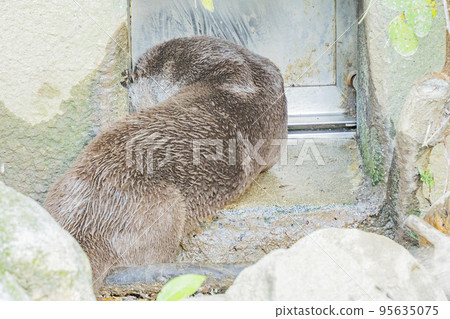 歐亞水獺的日常生活 歐亞水獺的日常生活 95635075