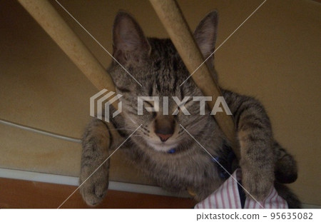 Cat Cat 95635082