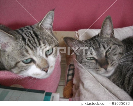 dal cat dal cat 95635083