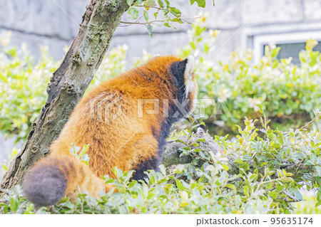 大家的偶像，小熊貓 95635174