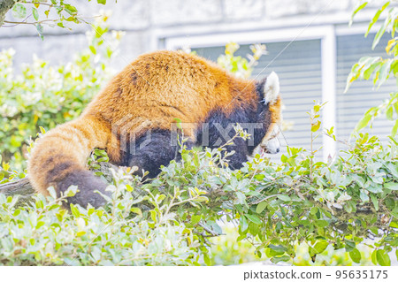 大家的偶像，小熊貓 95635175