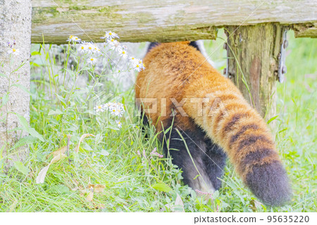 Everyone's Idol, Red Panda 95635220