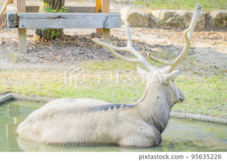 Mr. Shifuzo who doesn't move even the slightest movement 95635226