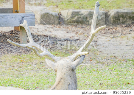 Mr. Shifuzo who doesn't move even the slightest movement Mr. Shifuzo who doesn't move even the slightest movement 95635229