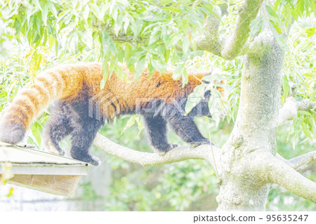 Everyone's Idol, Red Panda Everyone's Idol, Red Panda 95635247