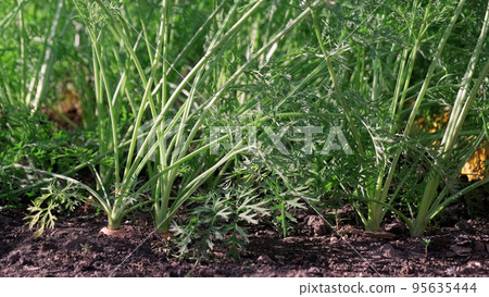 Carrots growing on garden beds in vegetable garden in summer day Carrots growing on garden beds in vegetable garden in summer day 95635444