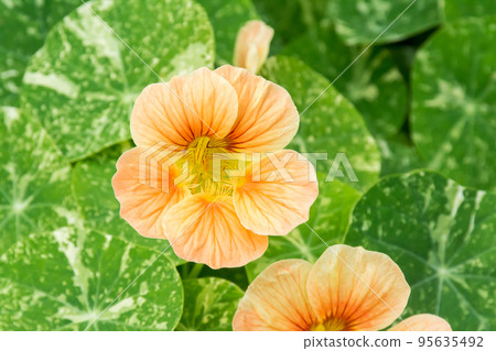 blooming nasturtium blooming nasturtium 95635492