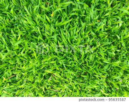 Green grass texture background, green lawn, Backyard for background, Grass texture, green lawn desktop picture, Park lawn texture. Green grass texture background, green lawn, Backyard for background, Grass texture, green lawn desktop picture, Park lawn texture. 95635587