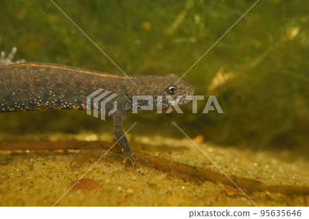 Closeup on a juvenile female Danube crested newt, Triturus dobrogicus Closeup on a juvenile female Danube crested newt, Triturus dobrogicus 95635646