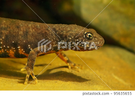 Closeup on a juvenile female Danube crested newt, Triturus dobrogicus Closeup on a juvenile female Danube crested newt, Triturus dobrogicus 95635655