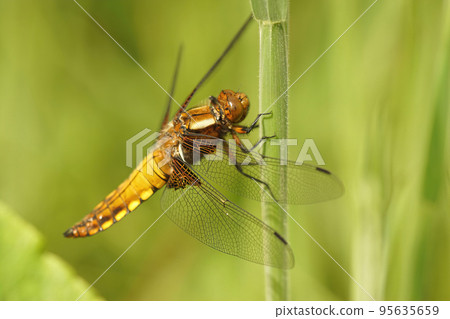 Closeup on a colorful female Broad-bodied chaser, Libellula depressa, hanging in the grass Closeup on a colorful female Broad-bodied chaser, Libellula depressa, hanging in the grass 95635659