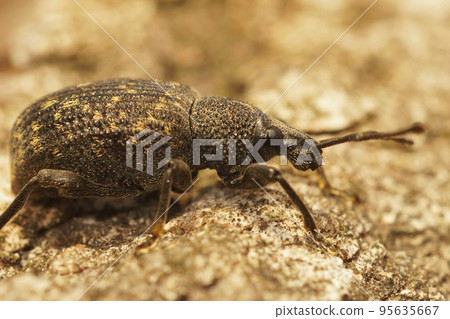 Closeup on the Black vine weevil, Otiorhynchus sulcatus sitting on wood 95635667