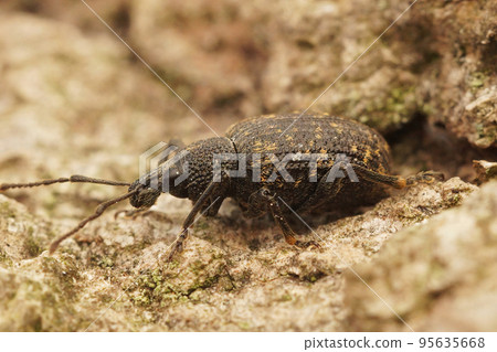Closeup on the Black vine weevil, Otiorhynchus sulcatus sitting on wood 95635668