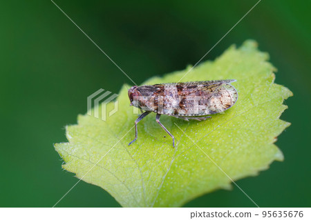 Closeup on a small polyphagous, plant parasite hemipteran , Tachycixius pilosus sitting on a green leaf 95635676