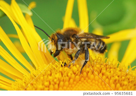Closeup on a maleWillughby's leaf-cutter bee, Megachile willugbiella, sitting on a yellow Inula flower 95635681