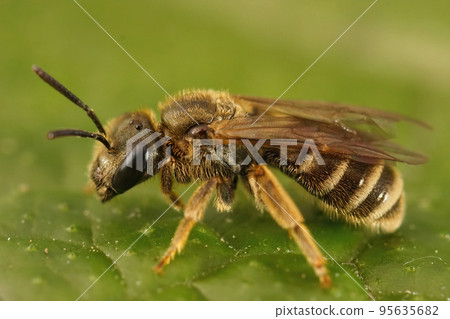 Detailed closeup on a female bronze furrow bee, Halictus tumulorum Detailed closeup on a female bronze furrow bee, Halictus tumulorum 95635682