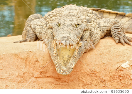 Closeup on a Nile crocodile, Crocodylus niloticus, threatening posure with open mouth Closeup on a Nile crocodile, Crocodylus niloticus, threatening posure with open mouth 95635690