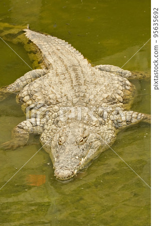 Nile crocodile, Crocodylus niloticus, a large crocodilian of freshwater habitats in Africa Nile crocodile, Crocodylus niloticus, a large crocodilian of freshwater habitats in Africa 95635692