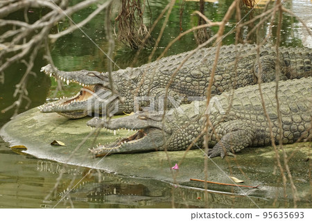 Two Nile crocodiles, Crocodylus niloticus, resting together on the board of a waterside 95635693