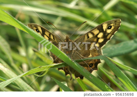Lateral closeup on a Speckled wood butterfly sitting with open wings in the grass Lateral closeup on a Speckled wood butterfly sitting with open wings in the grass 95635698