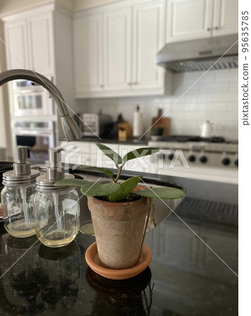 廚房裡的植物 95635785