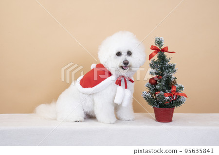 迷你聖誕樹和Vision Frize的小花微笑著 迷你聖誕樹和Vision Frize的小花微笑著 95635841