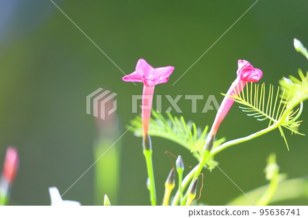 小矮花 小矮花 95636741