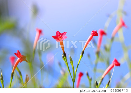 小矮花 小矮花 95636743