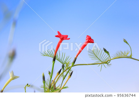 小矮花 小矮花 95636744