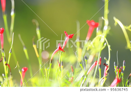 小矮花 小矮花 95636745