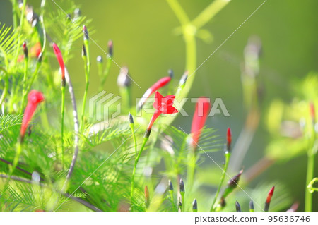 小矮花 小矮花 95636746