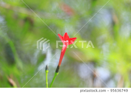Small dwarf flower Small dwarf flower 95636749