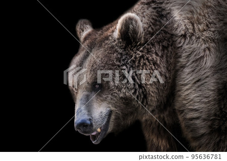 View of a brown bear on a black background View of a brown bear on a black background 95636781