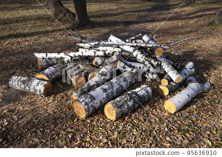 Birch logs lie on the ground among autumn leaves. Preparing firewood for heating in winter Birch logs lie on the ground among autumn leaves. Preparing firewood for heating in winter 95636910