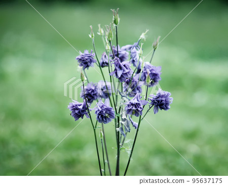 Blue flower of Aquilegia vulgaris. Blue flower of Aquilegia vulgaris. 95637175