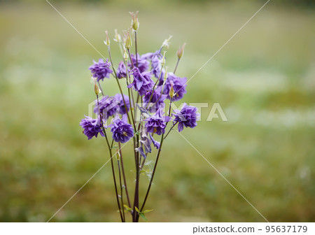 Blue flower of Aquilegia vulgaris. 95637179