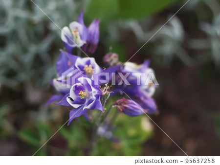 Wild flowers 95637258