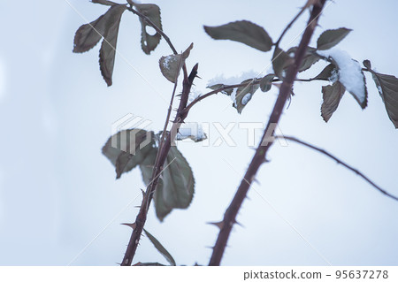Plants in snow outdoors. Meadow in wintertime. 95637278