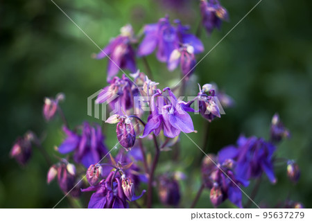Blue flower of Aquilegia vulgaris. 95637279