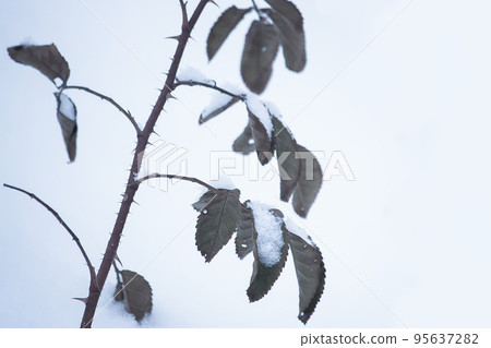 Plants in snow outdoors. Meadow in wintertime. 95637282