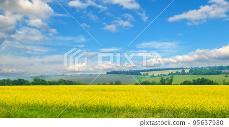 Oilseed rape blooming in farmland in countryside under blue sky Oilseed rape blooming in farmland in countryside under blue sky 95637980