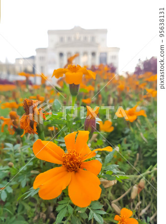 Beautiful Marigold flower. Mexican, Aztec or African marigold plant. Beautiful Marigold flower. Mexican, Aztec or African marigold plant. 95638131